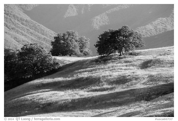 Oaks and hills, Temblor Range. California, USA (black and white)