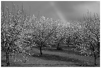 Orchard in bloom and rainbow. California, USA ( black and white)