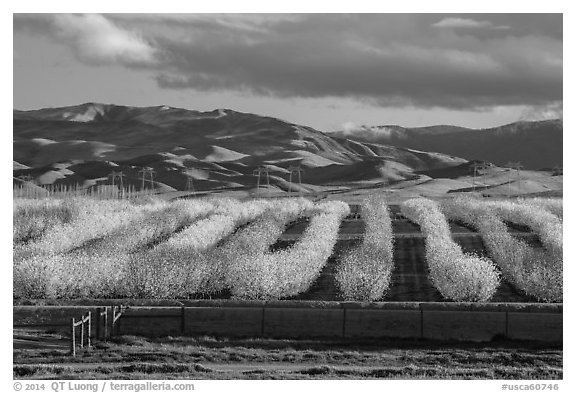 Orchard in bloom and green hills. California, USA (black and white)