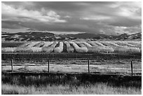 Agricultural lands in the spring. California, USA ( black and white)