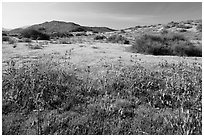 Spring wildflowers on hills. Carrizo Plain National Monument, California, USA ( black and white)