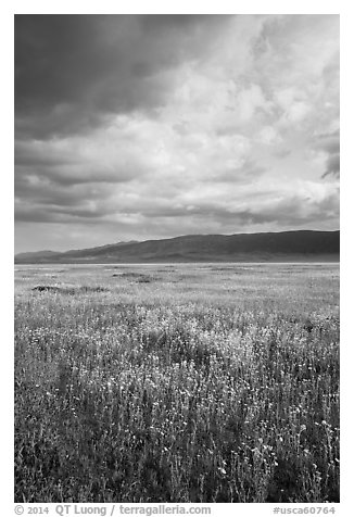 Wildflowers in meadow and Temblor Range. Carrizo Plain National Monument, California, USA (black and white)