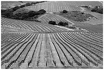 Vineyard. California, USA ( black and white)