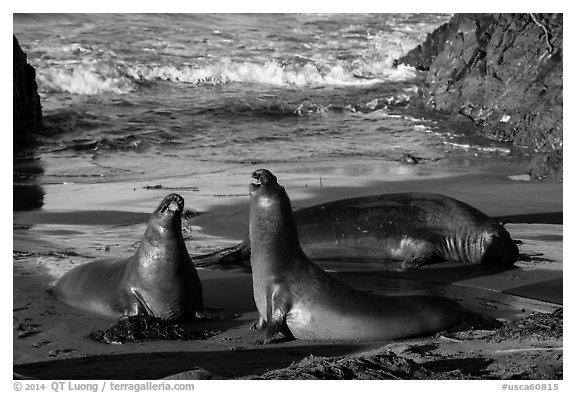 Elephant seals on beach, Piedras Blancas. California, USA (black and white)