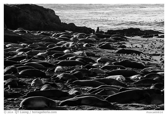 Elephant seal Rookery, Piedras Blancas. California, USA (black and white)