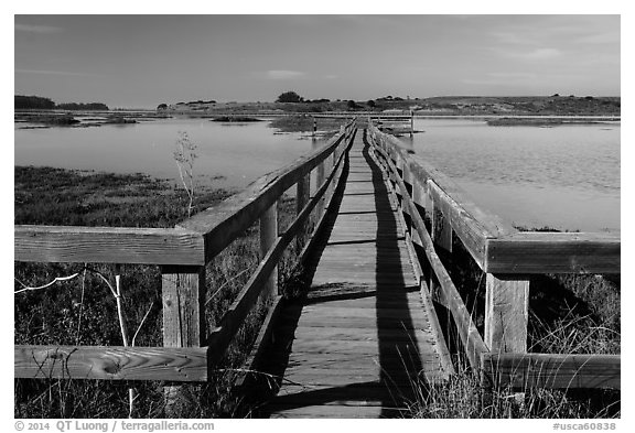 Boardwalk, Elkhorn Slough. California, USA (black and white)