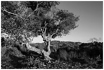 Tree and hills at sunset. California, USA ( black and white)