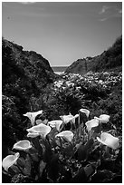 Calla Lillies, Garrapata State Park. Big Sur, California, USA ( black and white)