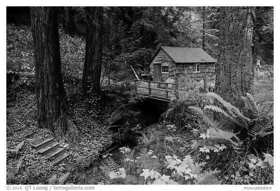 Cabin in the redwood forest. Big Sur, California, USA (black and white)
