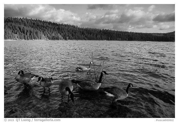 Geese, Jenkinson Lake. California, USA (black and white)