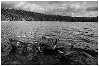 Geese, Jenkinson Lake. California, USA ( black and white)