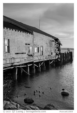 Ruined Wharf and ducks, Bodega Bay. Sonoma Coast, California, USA (black and white)
