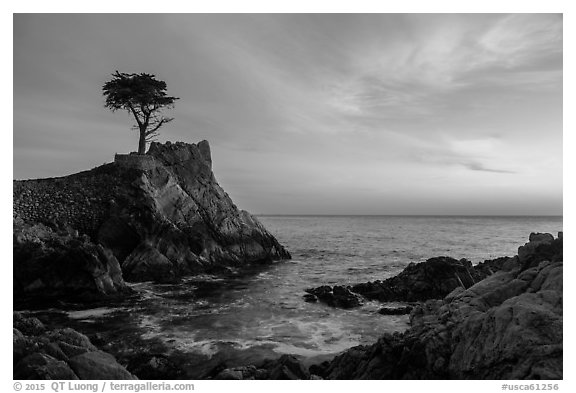 Lone Cypress and cove at sunset. Pebble Beach, California, USA (black and white)