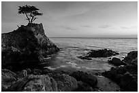 Lone Cypress clinging to its wave-lashed granite pedestal. Pebble Beach, California, USA ( black and white)