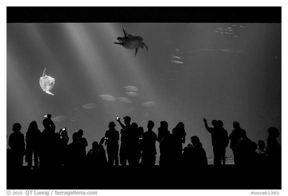 Tourists crowd outer ocean exhibit, Monterey Bay Aquarium. Monterey, California, USA (black and white)