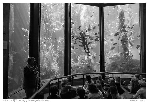 Scuba diver feeds fish in front of audience. Monterey, California, USA (black and white)