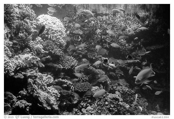 Coral and tropical fish, Monterey Bay Aquarium. Monterey, California, USA (black and white)