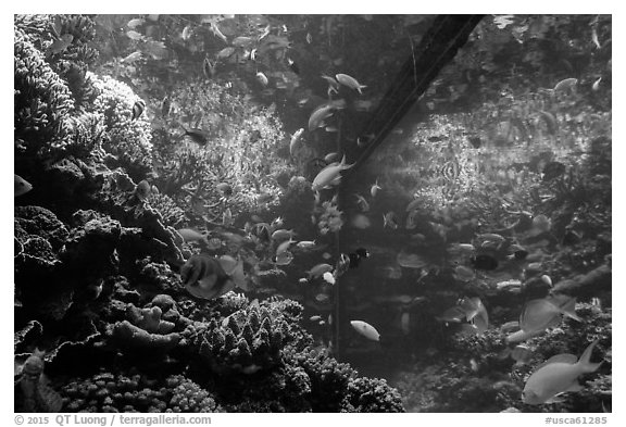 Tropical aquarium, Monterey Bay Aquarium. Monterey, California, USA (black and white)