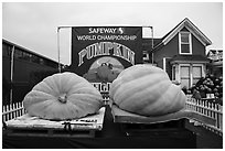 Giant pumpkins contest. Half Moon Bay, California, USA ( black and white)