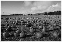 Pumpkins in field. Half Moon Bay, California, USA ( black and white)