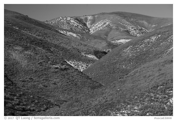 Wildflowers-covered hills, Temblor Range. Carrizo Plain National Monument, California, USA (black and white)