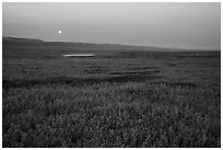 Moonrise over field of goldfied flowers. Carrizo Plain National Monument, California, USA ( black and white)
