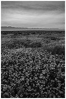 Sunrise over carpet of spring wildflowers. Carrizo Plain National Monument, California, USA ( black and white)