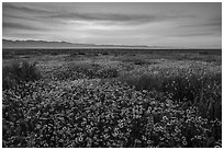 Dense wildflower mat and Temblor Range at sunrise. Carrizo Plain National Monument, California, USA ( black and white)
