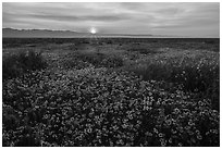 Sun rising over endless flowers. Carrizo Plain National Monument, California, USA ( black and white)