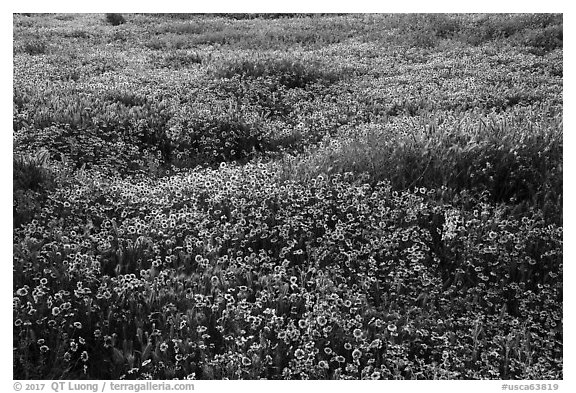 Dense carpet of tidytips. Carrizo Plain National Monument, California, USA (black and white)