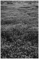 Hillside daisies and tidytips. Carrizo Plain National Monument, California, USA ( black and white)