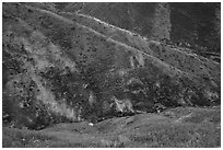 Canyon walls covered with yellow wildflowers, Temblor Range. Carrizo Plain National Monument, California, USA ( black and white)