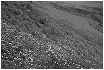 Tansy Phacelia, blazing stars, and daisies carpet entire hillside. Carrizo Plain National Monument, California, USA ( black and white)