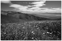 Carpet of daisies and phacelia high above Carrizo Plain. Carrizo Plain National Monument, California, USA ( black and white)