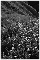 Wildflower mat and hillside slopes. Carrizo Plain National Monument, California, USA ( black and white)