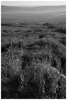 Desert Candles overlooking valley. Carrizo Plain National Monument, California, USA ( black and white)