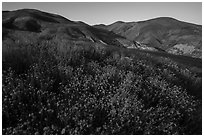 Yellow wildflower map and Temblor Range hills, late afternoon. Carrizo Plain National Monument, California, USA ( black and white)