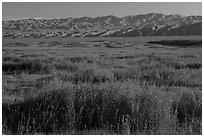 Valley floor covered by flowers, and Temblor Range. Carrizo Plain National Monument, California, USA ( black and white)