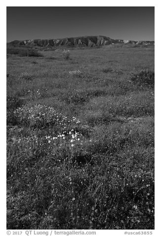 Wildflowers and Caliente Range. Carrizo Plain National Monument, California, USA (black and white)