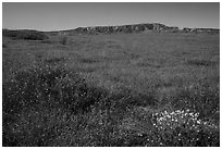 Wildflower carpet at the base of Caliente Range. Carrizo Plain National Monument, California, USA ( black and white)