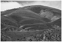 Hill with multicolored flower patches. Carrizo Plain National Monument, California, USA ( black and white)