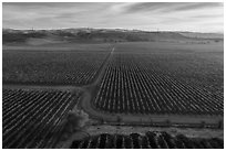 Aerial view of rows of vines and paths. Livermore, California, USA ( black and white)