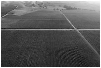 Aerial view of multicolored vineyards in autumn. Livermore, California, USA ( black and white)
