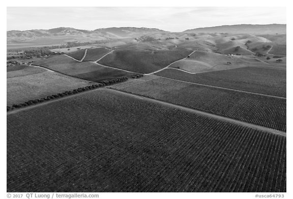 Aerial view of multicolored vineyards and hills in the fall. Livermore, California, USA (black and white)