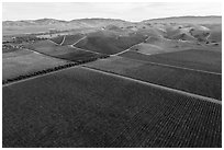 Aerial view of multicolored vineyards and hills in the fall. Livermore, California, USA ( black and white)