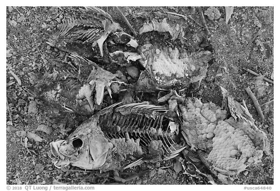 Close-up of dead fish, Bombay Beach. California, USA (black and white)