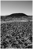 Volcanic rocks, grasses, and Amboy Crater. Mojave Trails National Monument, California, USA ( black and white)