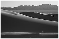 Bush and ridges, Cadiz Sand Dunes. Mojave Trails National Monument, California, USA ( black and white)