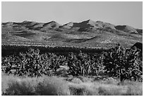 Grasses, Joshua Trees and mountains. Castle Mountains National Monument, California, USA ( black and white)