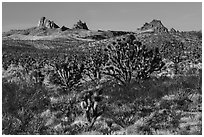 Joshua Trees and Castle Peaks. Castle Mountains National Monument, California, USA ( black and white)